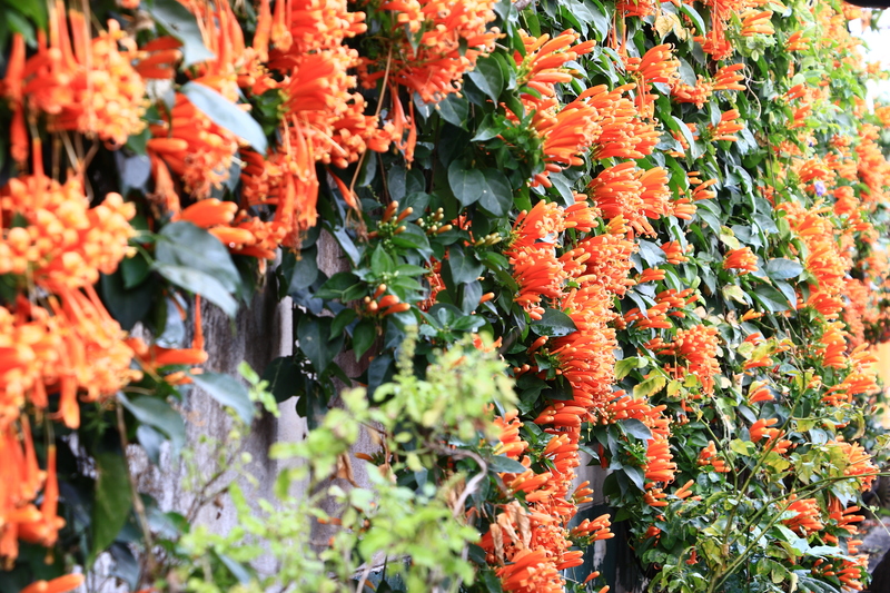 Bring Privacy and Beauty Together With Expert Picks for Tall-Potted Patio Plants