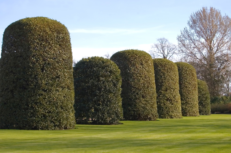 Bring Privacy and Beauty Together With Expert Picks for Tall-Potted Patio Plants